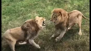 Молодой жестко атаковал Чука! Тайган. Fight of lions!