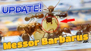 LOOK! My Messor Barbarus Colony Update.