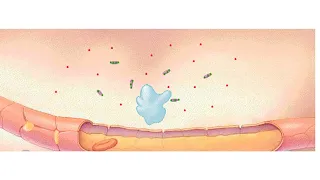 Inflammatory response Animation