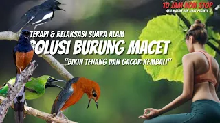 NON STOP !! 10 JAM RELAKSASI TERAPI SUARA ALAM HUTAN, AIR SUNGAI UNTUK BURUNG  STRES