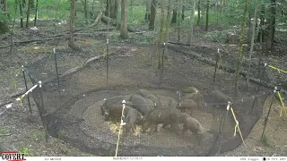 Wild hogs running to supper! Pre-bait pics, Trap catch video, and End result!