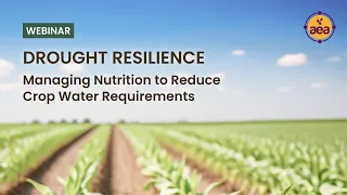 Drought Resilience: Managing Nutrition to Reduce Crop Water Requirements