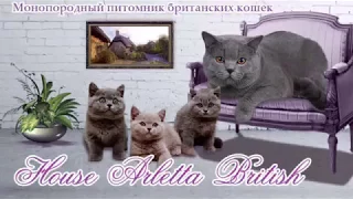 Британские котята играют. Купить британского котёнка. Питомник House Arletta British