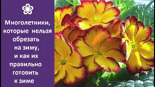 ❀ Многолетники, которые нельзя обрезать на зиму, и как их правильно готовить к зиме