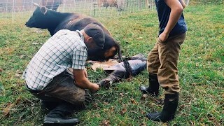 Cow Gives Birth to a Stillborn | Could Have Died