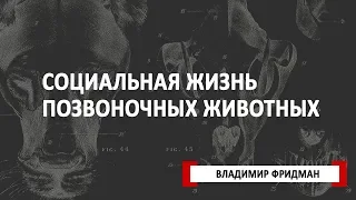 Cоциальная жизнь позвоночных животных