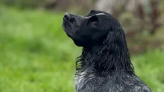 Gundog Training - Working Cocker Spaniels in the Beating Line.