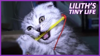 Lilith The Scottish Fold's Tiny Life ◄ Adventures of Cute Kitten Growing Up ►