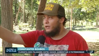 Floresta dos palmares sofre danos ambientais e patrimoniais