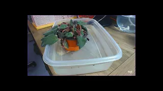 (time-lapse) watering a severely neglected African violet