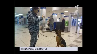 08.11.19. «Новости Северного города»  Лица, руки и хвосты. Куда жаловаться? Сохранить «Эйра-хаус».