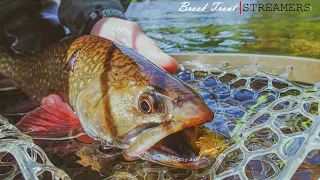 Streamer Fly Fishing BIG Brook Trout