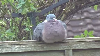 Peter the pigeon's 5 feathers being ruffled by the wind.