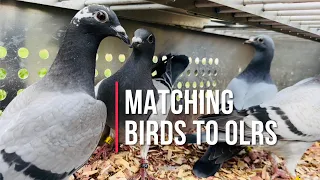 Selecting and managing racing pigeons for pigeon races