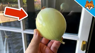 EVERYONE should Clean their Windows with an ONION 💥 (SECRET Trick) 🤯