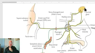 Anatomy of head and neck module in Arabic 79 (Facial nerve, part 2) , by Dr. Wahdan