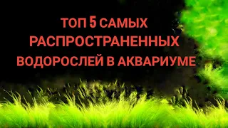 Топ 5 самых распространенных водорослей в аквариуме