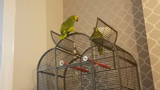 Blue fronted Amazon parrots talking