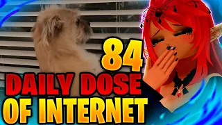 THAT’S A GOOD BOY! | Daily Dose of Internet Reaction