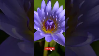 Timelapse Pink Water Lily Blooming Beautiful #relaxingvideo #soothing #nature #youtubeshort  #flower