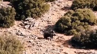 AMAZING WILD BOAR HUNT - MUHTEŞEM DOMUZ VURUŞLARI - CHASSE AU SANGLIER