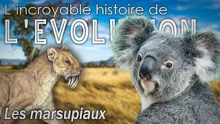 Les marsupiaux - Évolution / Paléontologie  - Simplex Paléo