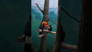 toucan 😍🥰 Bronx zoo new York