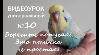🎧 Учим попугая говорить. Урок 10: "Берегите попугая - это птичка не простая!"