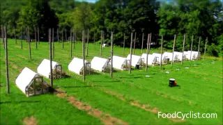 Moving chicken tractors (time lapse)