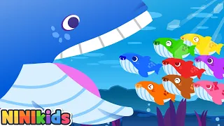 A Baby Whale Is Born! | meeting mom's whale | Baby | Learn Colors for Kids | Toddlers | NINIkids