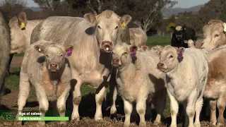 Kenmere Charolais