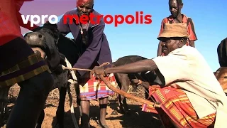 Cow blood as superfood in Kenya - vpro Metropolis