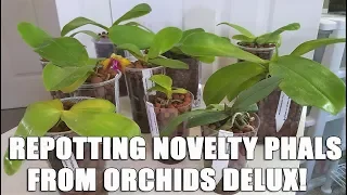 Repotting Novelty Phalaenopsis from Orchids Delux!