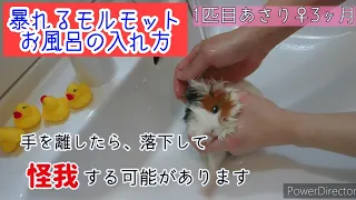 【モルモット】暴れる子のお風呂の入れ方【シャワー】