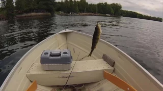 BIGGEST YELLOW PERCH I'VE EVER SEEN!!!