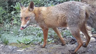 Guilla o guineu (Vulpes vulpes). Filmada a plena llum del dia. 10 i 14 d'abril de 2023.