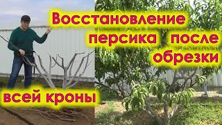 Восстановление персика после жесткой обрезки всей кроны на омоложение