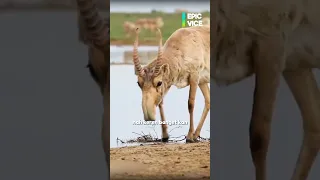 Antelope Berhidung Belalai Keajaiban Alam dari Asia Tengah