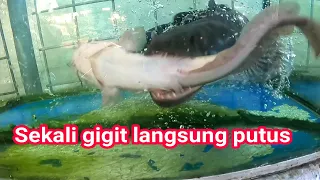 Kasih makan  Toman Kelaparan dengan Lele Jumbo