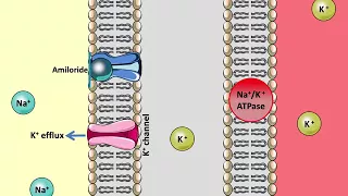 Mechanism of Action of Amiloride