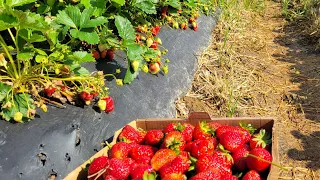 Hand Picking Thousands of Strawberries!