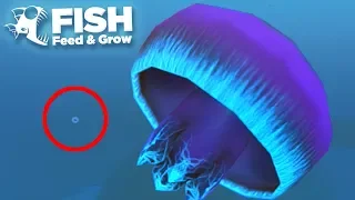 THE GIANT JELLYFISH!!! - Fish Feed Grow