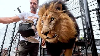 How Kevin Richardson JUGGLES LIONS | The Lion Whisperer