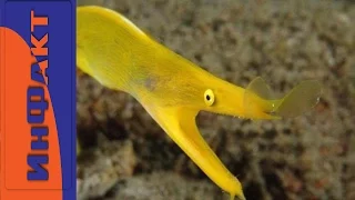 Морские животные, о которых вы не знали
