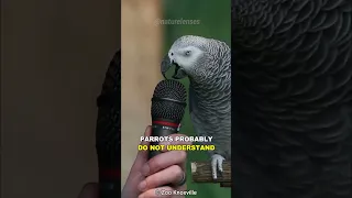 How Can Parrots Talk?