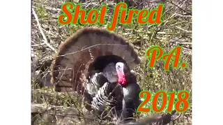 Turkey hunting PA. 2018