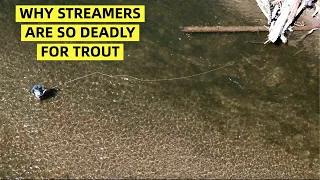 Why Streamers Work So Well For Trout