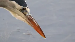 Anacortes-Great Blue Heron. Wait for it..