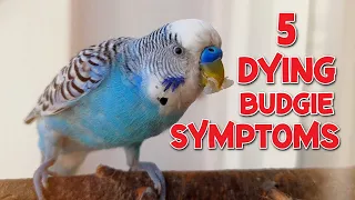 5 Symptoms of a Dying Budgie