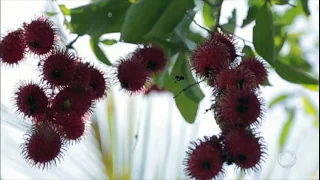 Conheça o rambutan, fruta asiática que faz sucesso no norte do Brasil
